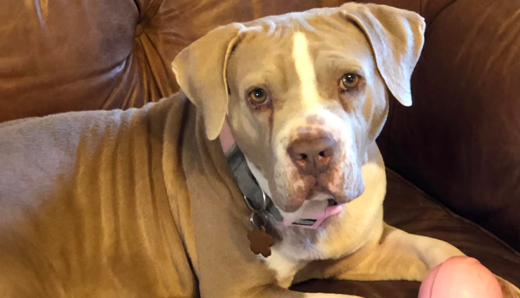 7th Annual National Feed A Rescue Pet Week is July 23-29